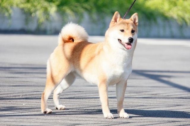 Tuất