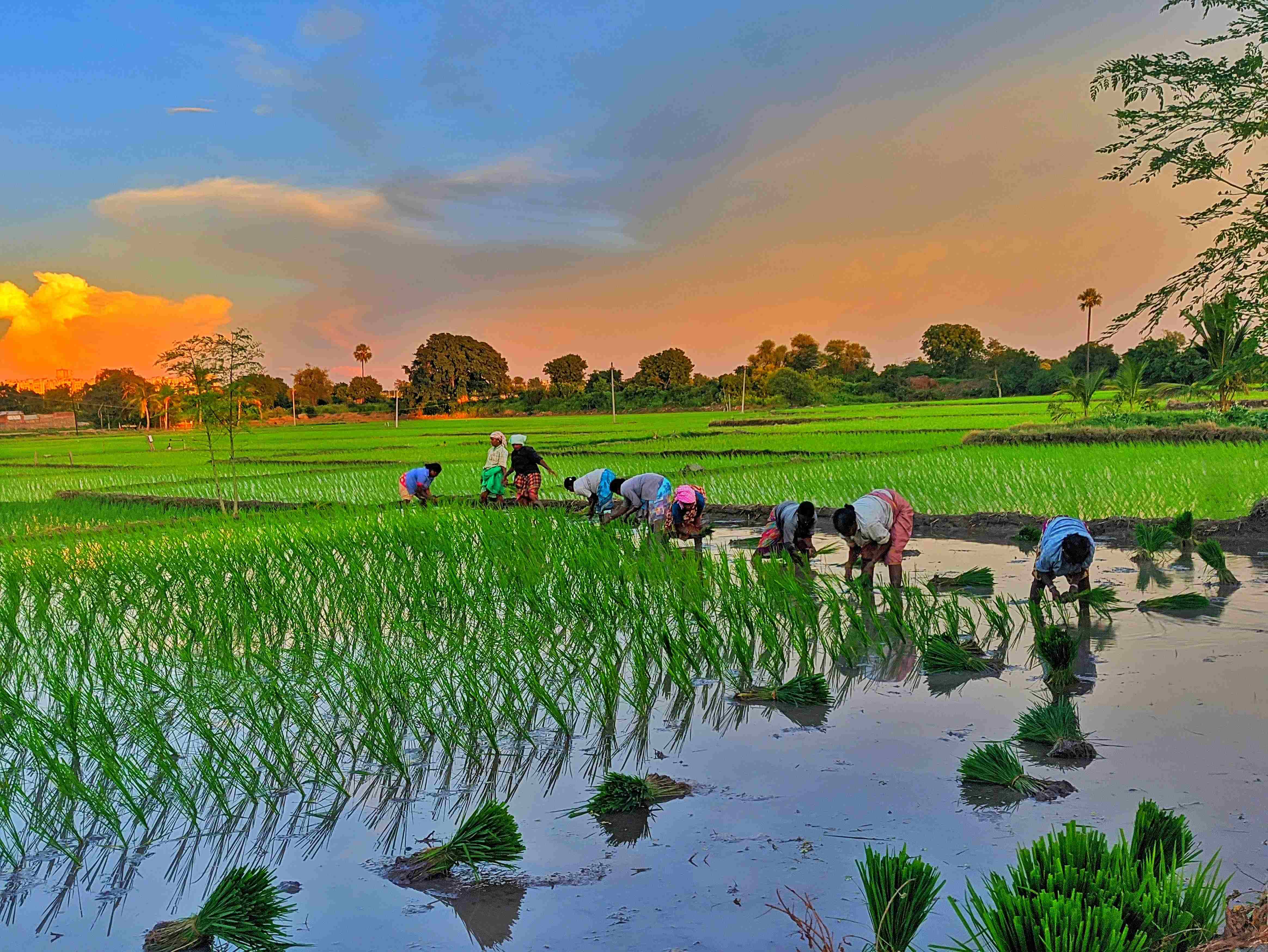 Mơ Thấy Cái Cày Là Điềm Gì? Đánh Số Mấy Khi Mơ Thấy Cái Cày?