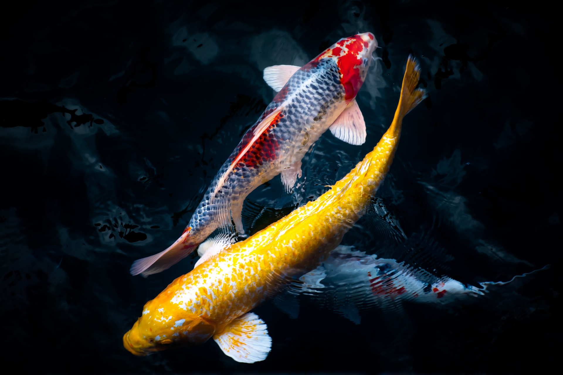 Mơ Thấy Cá Koi Là Điềm Tốt Hay Điềm Xấu? Đánh Số Gì Khi Mơ Thấy Cái Koi?