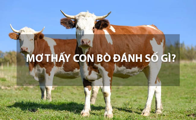 Mơ Thấy Con Bò Là Điềm Lành Hay Điềm Dữ? Con Số May Mắn Là Số Nào?