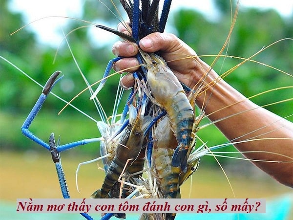 Giải mã về 4 giấc mơ về con Tôm - Ngủ mơ thấy Tôm đánh con gì?