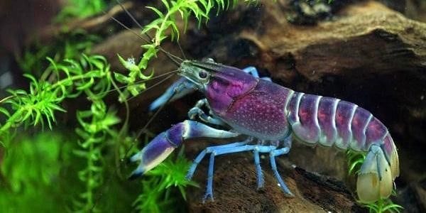 Điềm báo khi mơ thấy con tôm hay được ăn tôm là gì? Nên đánh con gì khi gặp giấc mơ này?