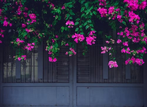 Giải Mã Giấc Mơ Thấy Hoa Giấy? Đánh Con Gì Khi Mơ Thấy Hoa Giấy?