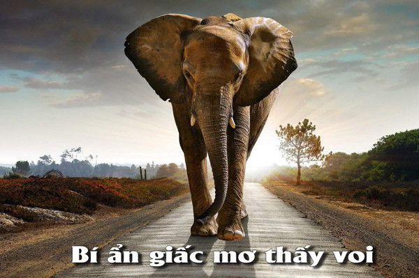 Nằm Mơ Thấy Voi Đánh Con Gì Đẹp Nhất? Báo Hiệu Điềm Gì Đến?