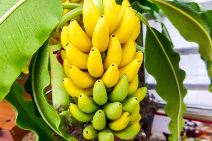 Điềm báo khi mơ về buồng chuối chín vàng là gì? Nên đánh con gì khi gặp giấc mơ này?