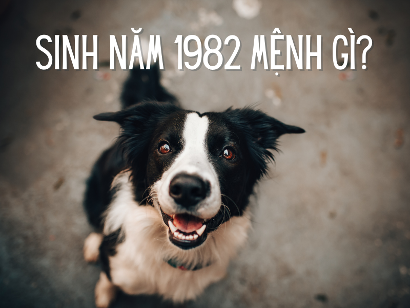 Người Sinh Năm 1982 Mệnh Gì? Giải Đáp Thắc Mắc Người Sinh Năm 1982