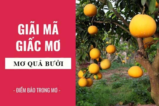 Giải mã 4 điều bí ẩn khi mơ thấy quả bưởi - ngủ mơ thấy quả bưởi đánh con gì?