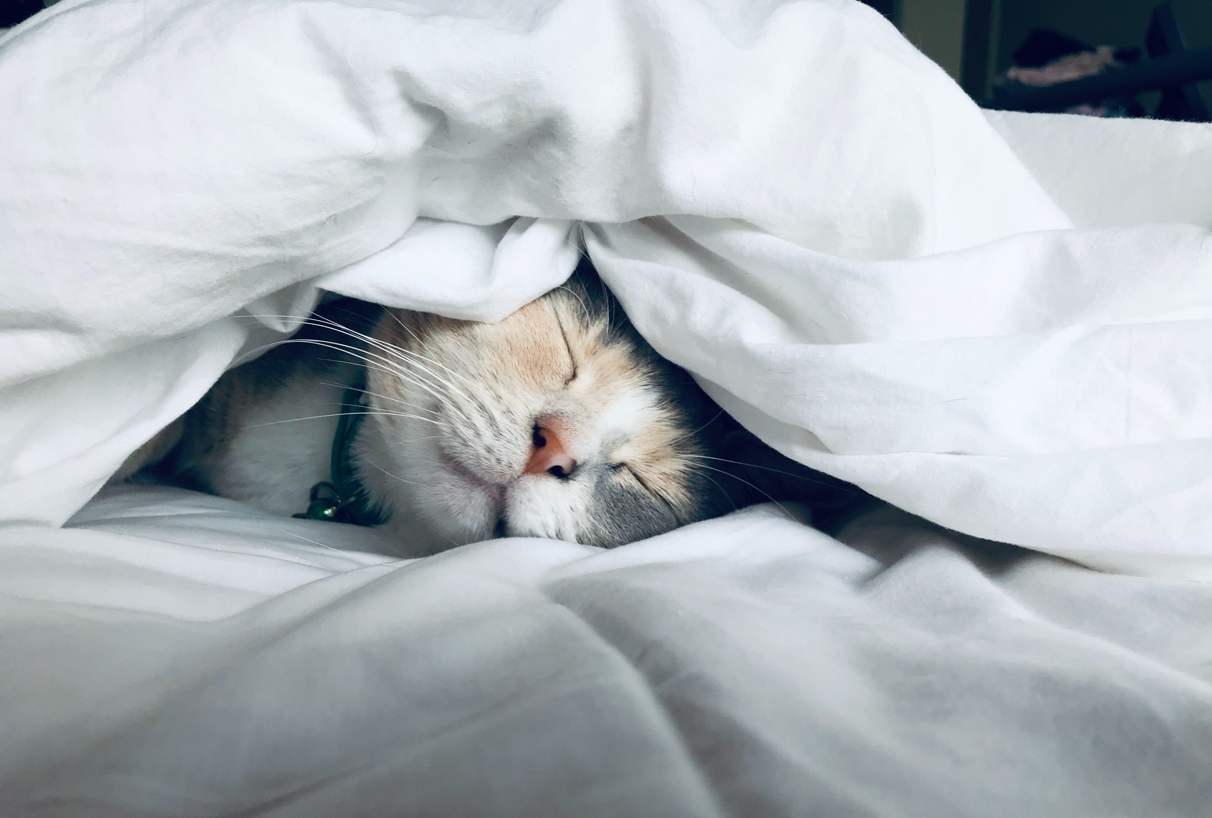 Mơ Thấy Cái Chăn Là Điềm Gì? Đánh Số Mấy Khi Mơ Thấy Cái Chăn?
