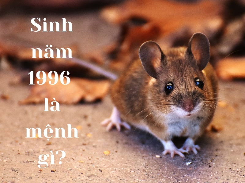 Người Sinh Năm 1996 Mệnh Gì? Giải Đáp Thắc Mắc Người Sinh Năm 1996