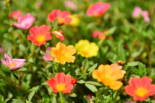 Mơ Thấy Hoa Mười Giờ Là Điềm Tốt Hay Điềm Xấu? Đánh Số Gì Khi Mơ Thấy Hoa Mười Giờ?