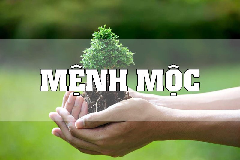 Mệnh Mộc Hợp Màu Gì? Giải Đáp Thắc Mắc Về Người Mệnh Mộc