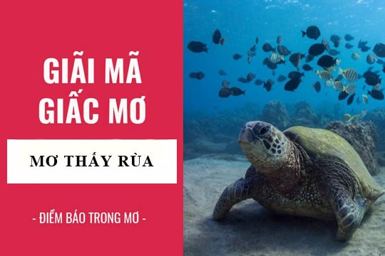 Điềm báo khi mơ về con rùa, hay bị rùa cắn là gì? Nên đánh con gì khi gặp giấc mơ này?