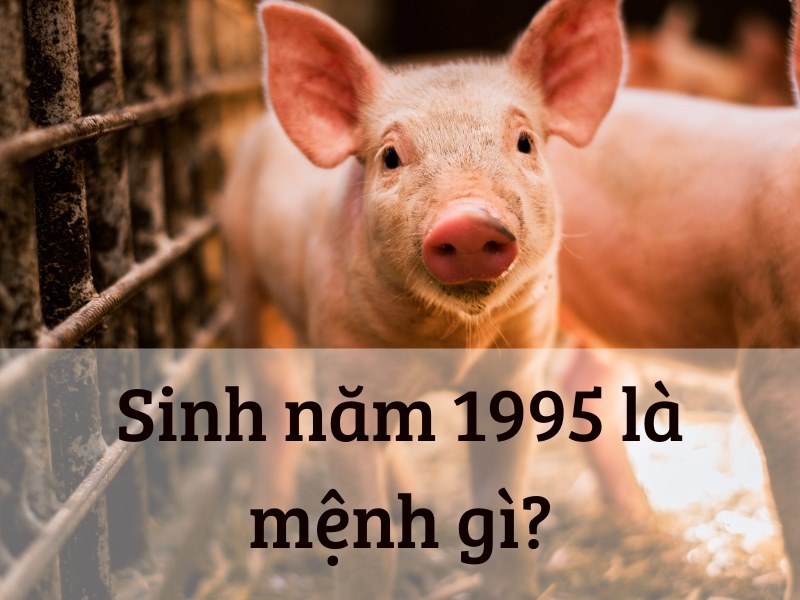 Sinh Năm 1995 Mệnh Gì? Tổng Quan Về Ất Hợi 1995