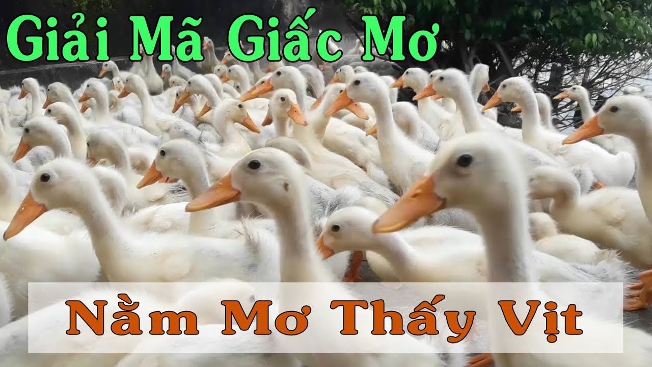 Top 3 Điềm báo khi mơ thấy con vịt - ăn thịt vịt là gì? Nên đánh con gì khi gặp giấc mơ này?