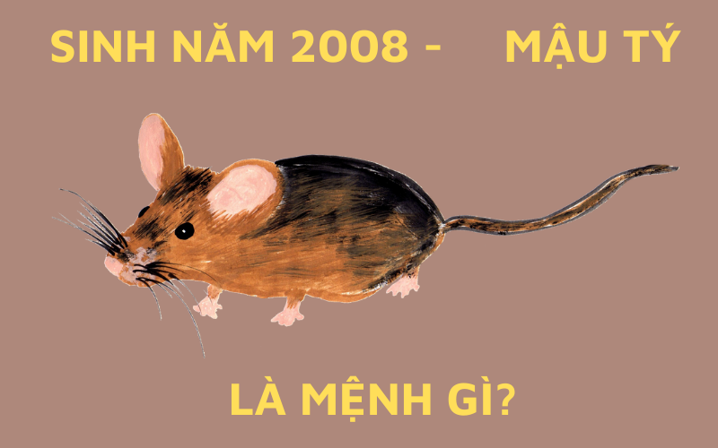Sinh Năm 2008 Mệnh Gì? Tử Vi Trọn Đời Người Sinh Năm 2008