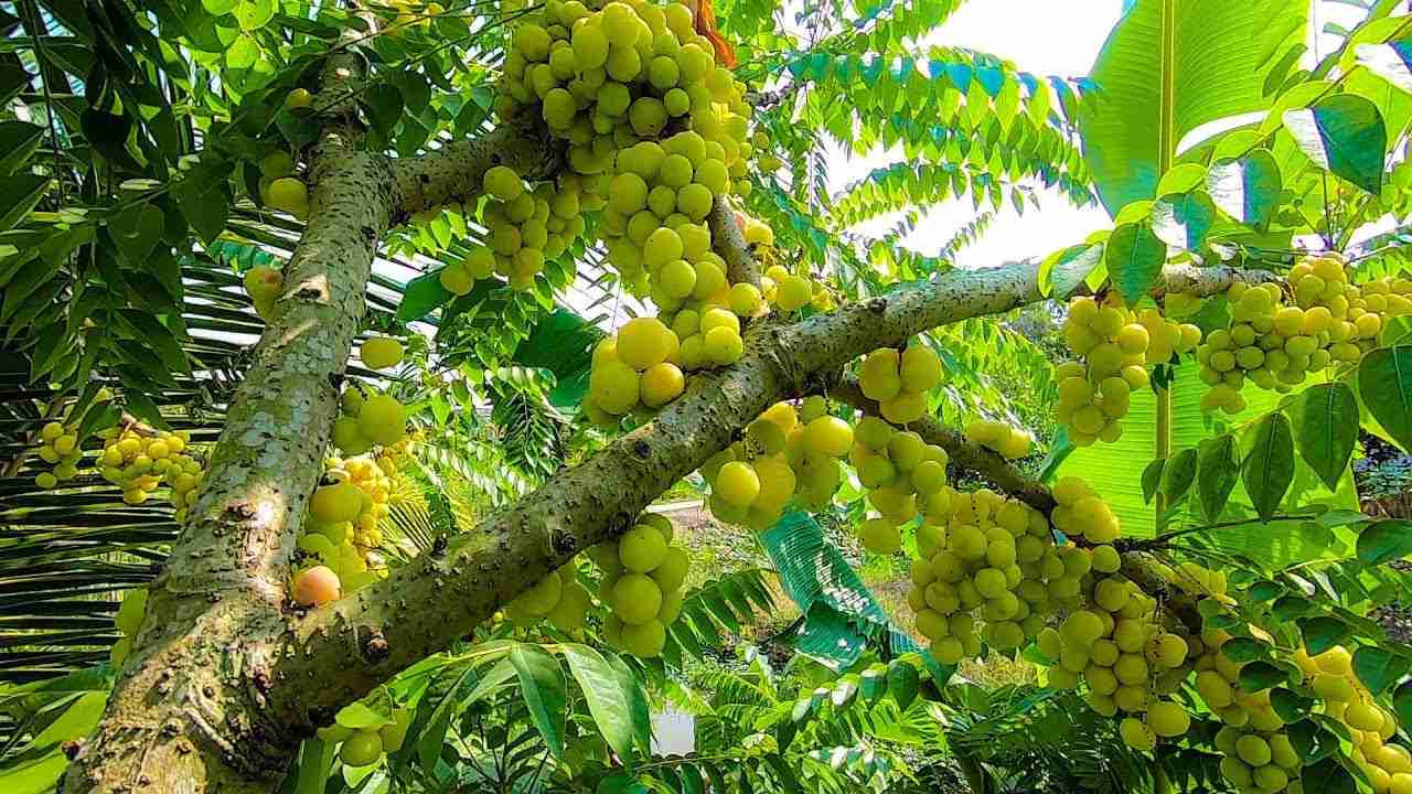 Mơ Thấy Cây Chùm Ruột Là Điềm Tốt Hay Xấu? Đánh Số Gì Khi Mơ Thấy Cây Chùm Ruột?