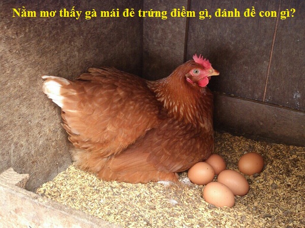 4 Điềm báo khi mơ thấy con gà đẻ trứng là gì? Nên đánh con gì khi gặp giấc mơ này để đánh đâu trúng đó?