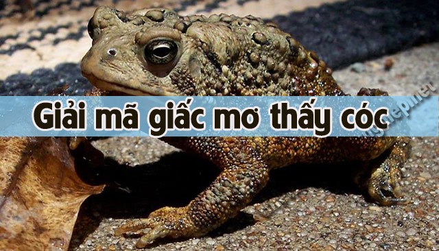 Điềm báo khi mơ thấy con cóc là gì? Nên đánh con gì khi gặp giấc mơ này hoặc khi cóc nhảy vào nhà?