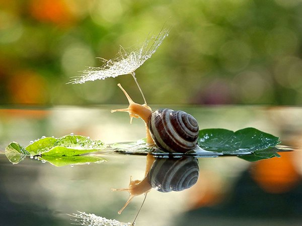 Giải mã giấc mơ là hên hay xui - mơ thấy con ốc đánh con gì?