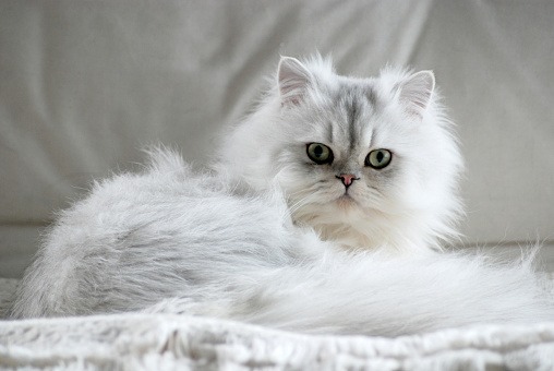 Mơ Thấy Mèo Trắng Là Điềm Tốt Hay Điềm Xấu? Đánh Số Gì Khi Mơ Mèo Trắng?