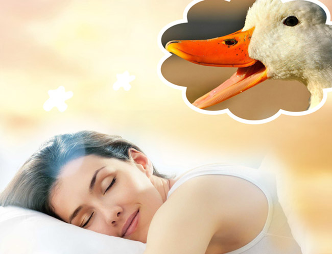 [Mơ Thấy Vịt] Điềm Dữ Hay Lành? Số Mấy – Đánh Con Gì Để Trúng Lớn?