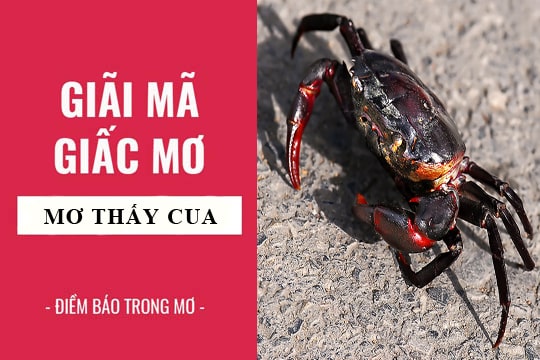 Giải mã 5 Điềm báo khi mơ thấy cua - ngủ mơ thấy con cua đánh con gì?