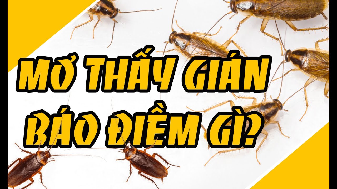 Nằm Mơ Thấy Gián Điềm Báo Lành Hay Dữ? Nên Đánh Số Gì Để May Mắn?