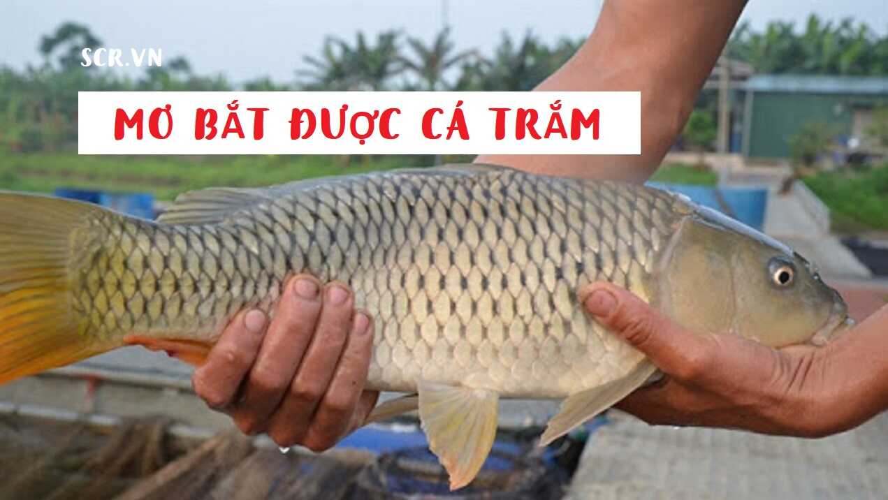 Điềm báo khi nằm mơ thấy cá trắm là gì? Nên đánh con gì khi gặp giấc mơ này?