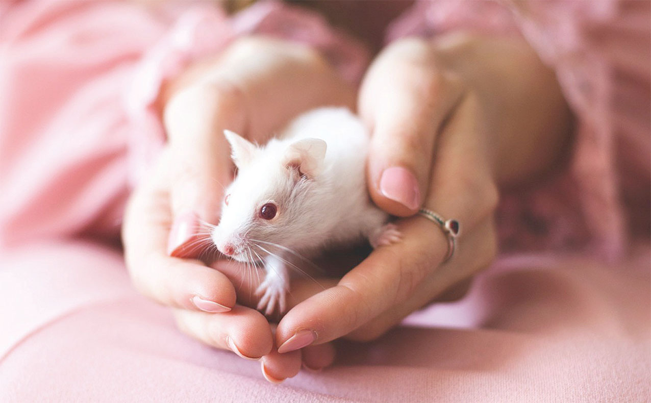 Mơ Thấy Chuột Bạch Là Điềm Gì? Đánh Số Mấy Khi Mơ Thấy Chuột Bạch?