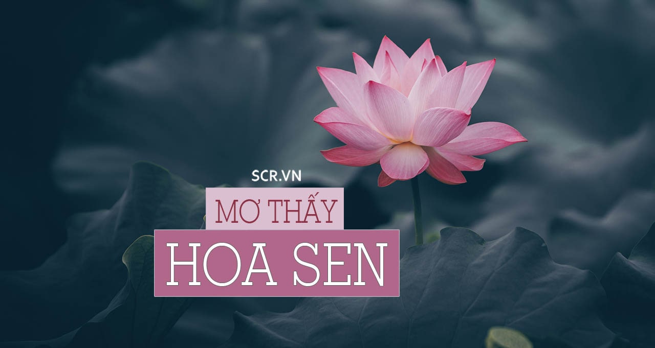 Điềm báo may mắn khi nằm mơ thấy hoa sen là gì? Nên đánh con gì khi gặp giấc mơ này để đánh là trúng?