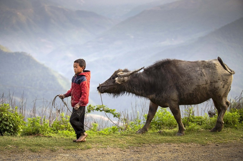 Mơ Thấy Chăn Trâu Là Điềm Tốt Hay Điềm Xấu? Đánh Số Gì Khi Mơ Thấy Chăn Trâu?