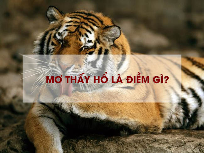 Nằm Mơ Thấy Hổ Điềm Báo Gì, Lành Hay Dữ? Đánh Số Gì May Mắn?