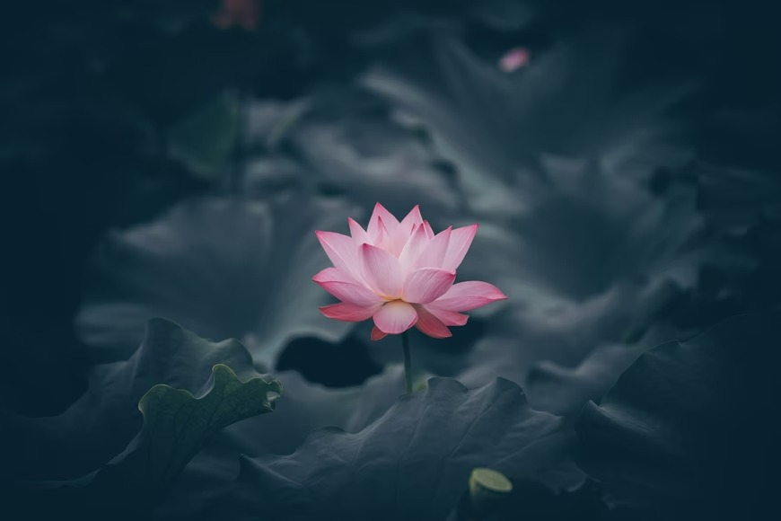 Giải Mã Giấc Mơ Thấy Hoa Sen? Đánh Con Gì Khi Mơ Thấy Hoa Sen?